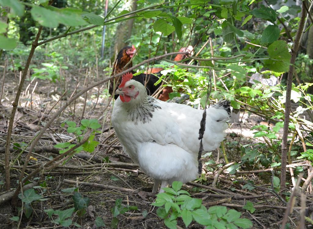Pensjonat La Ferme Wessiere Oye-Plage Zewnętrze zdjęcie